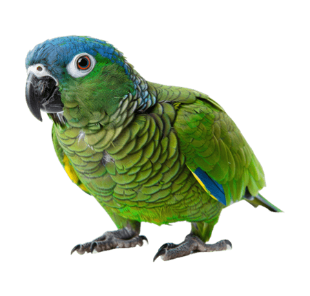 Aves