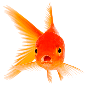 Peces